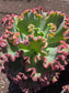 Echeveria Crimson Tide