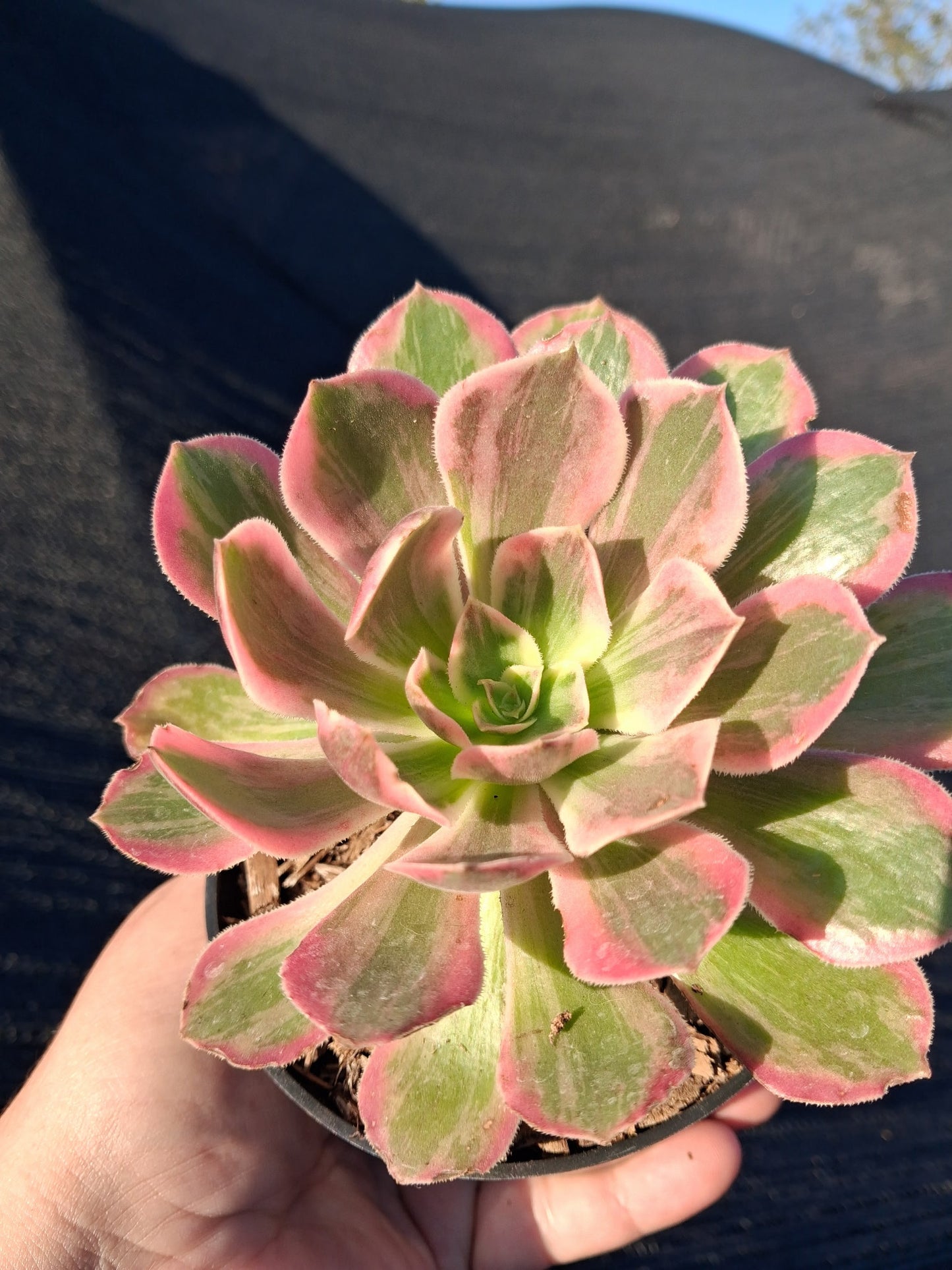 Aeonium Pink Lady (4" pot)
