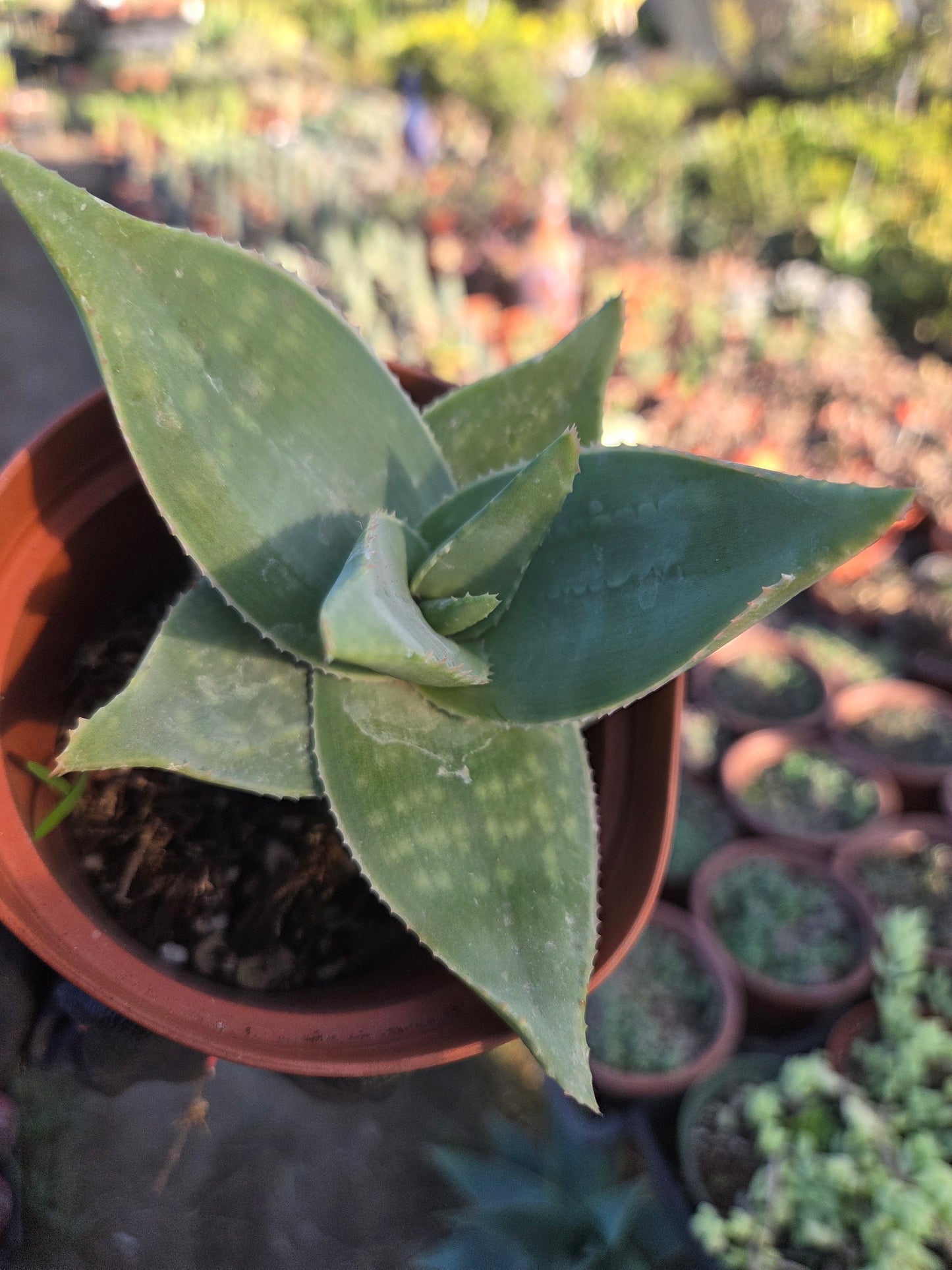 Aloe Striata Hybrid (4" pot)