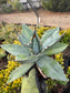 Agave Titanota "White Ice"