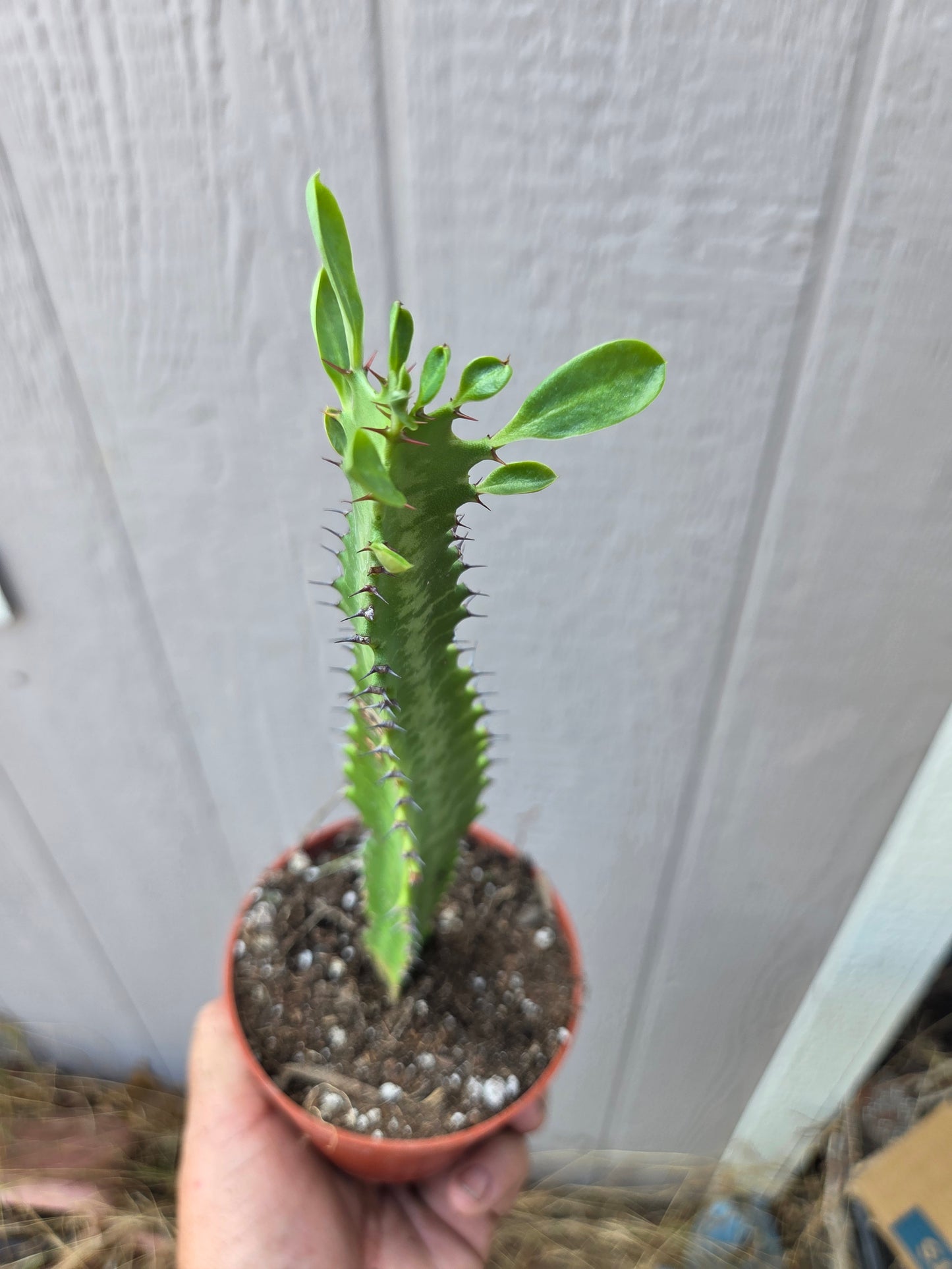 Euphorbia Trigona Milk Tree (4" pot)
