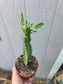 Euphorbia Trigona Milk Tree (4" pot)