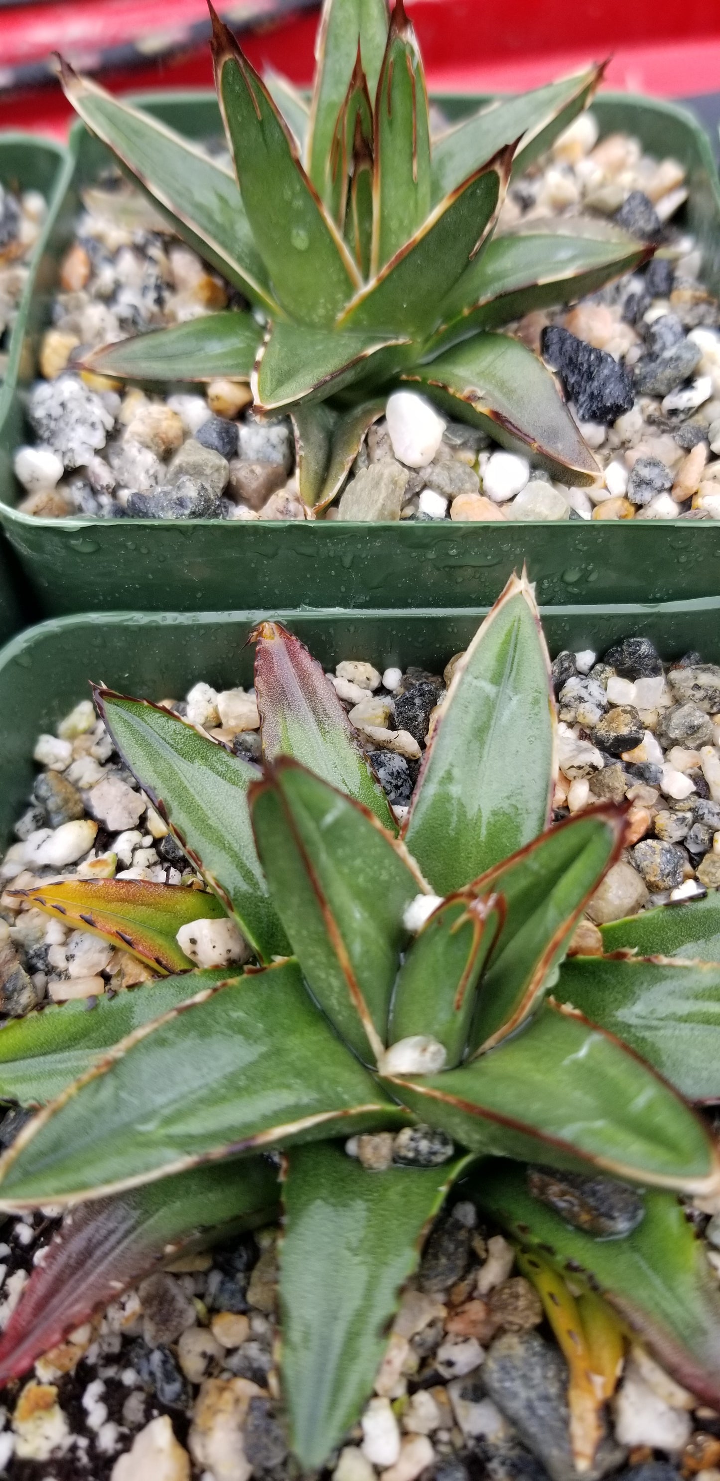 Baby Agave Victoria Reginae (4" pot)