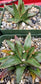 Baby Agave Victoria Reginae (4" pot)