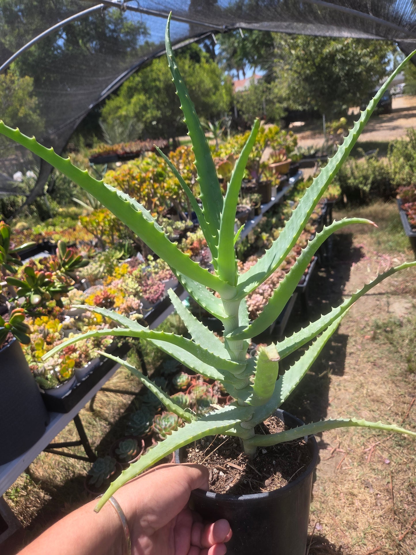 Aloe Arborenscens