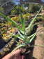 Aloe Arborenscens
