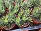 Haworthia Coarctata (4" pot)