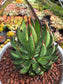 Mangave Praying Hands (3 Gal. Pot)