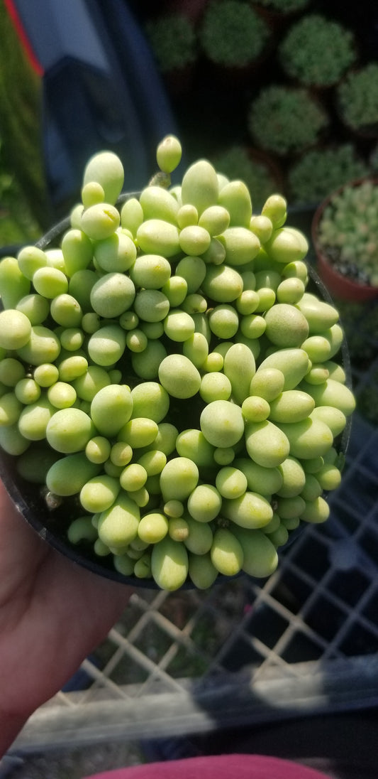 Cotyledon Schaeferianus "Dragon Eggs" (4" pot)