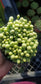 Cotyledon Schaeferianus "Dragon Eggs" (4" pot)