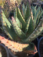 Aloe Marlothii (5 gal. Pot)