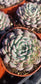 Echeveria Minima, succulent plant (4" pot)