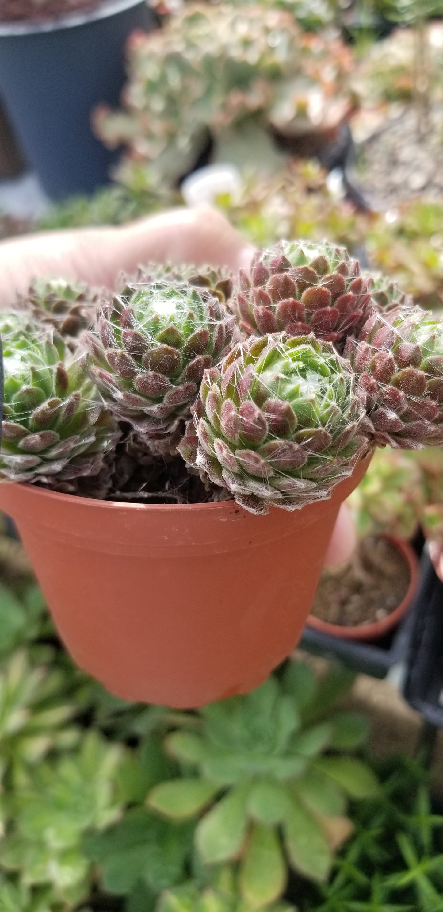 Sempervivum Arachnoideum  (4"Pot)