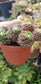 Sempervivum Arachnoideum  (4"Pot)
