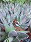 Crassula Garnet Lotus (4" pot) Succulent Plant