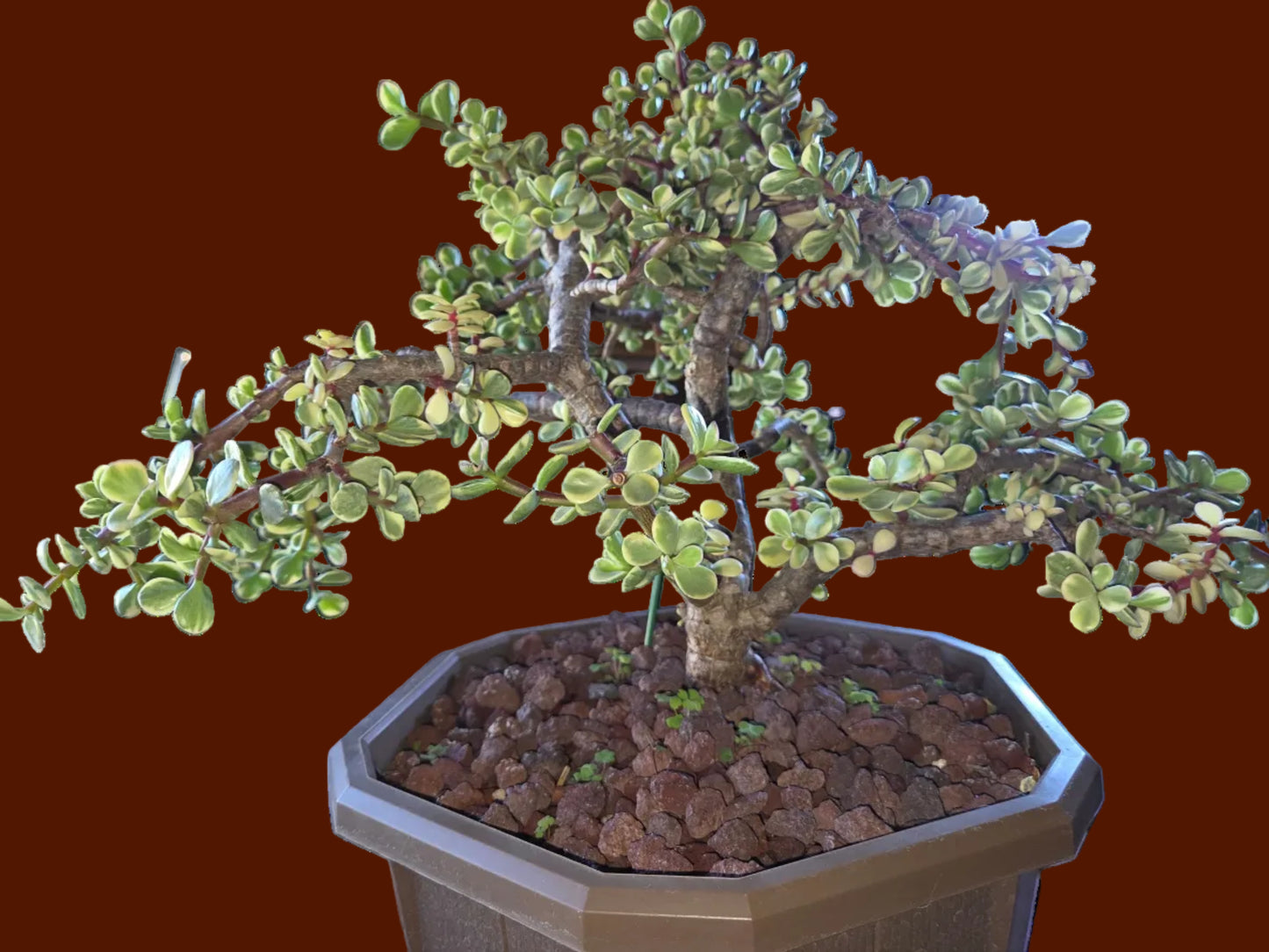 Portulacaria Afra Variegated Tree " Variegated Elephant Bush Tree" Bonsai Tree