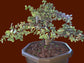Portulacaria Afra Variegated Tree " Variegated Elephant Bush Tree" Bonsai Tree