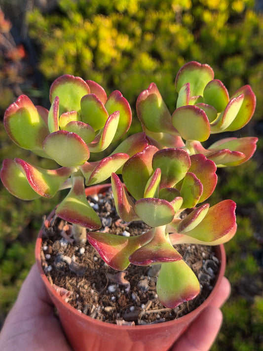 Sedum Dendroideum (4" pot)