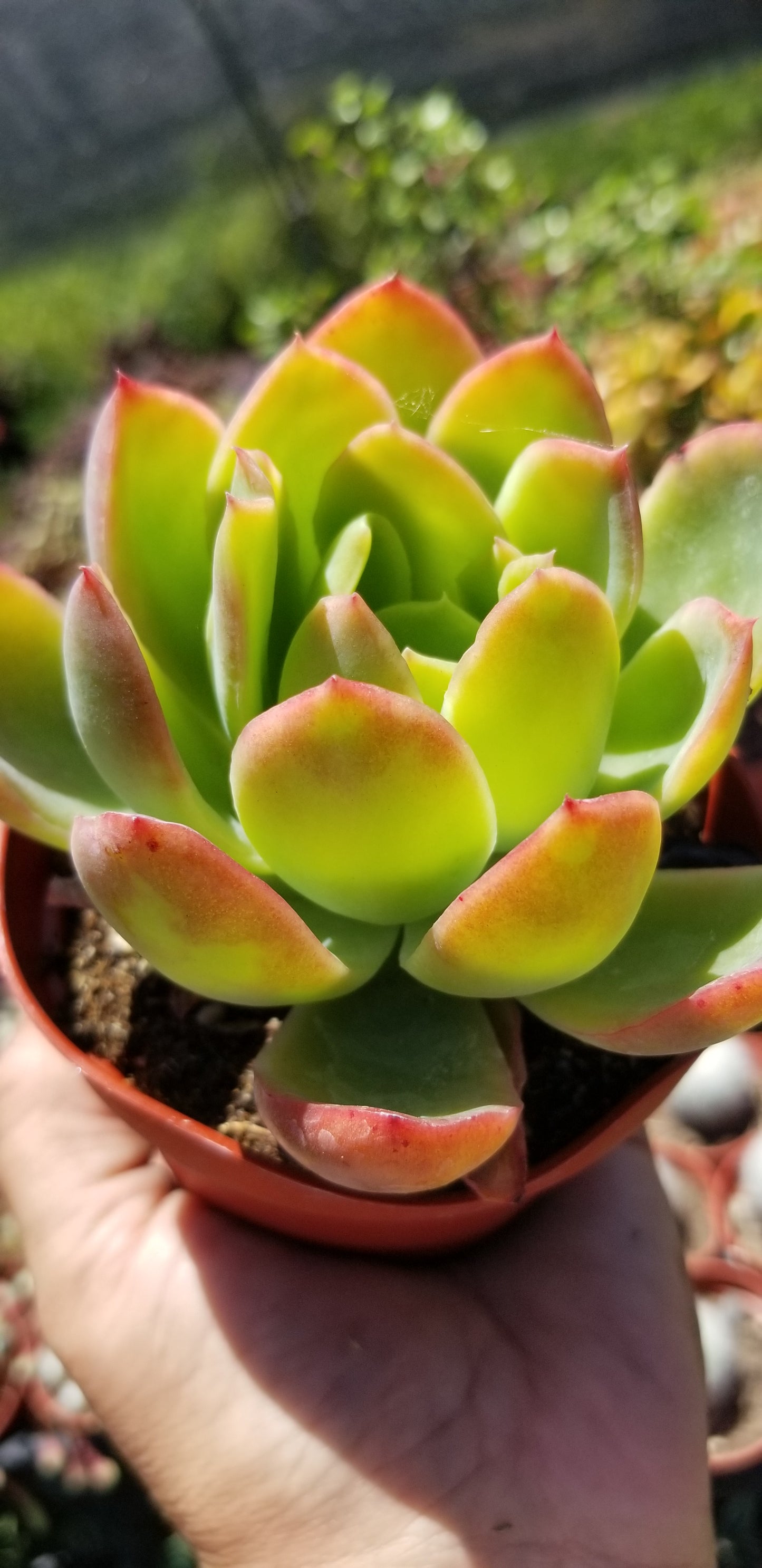 Echeveria Padilla, (4" pot) succulent plant