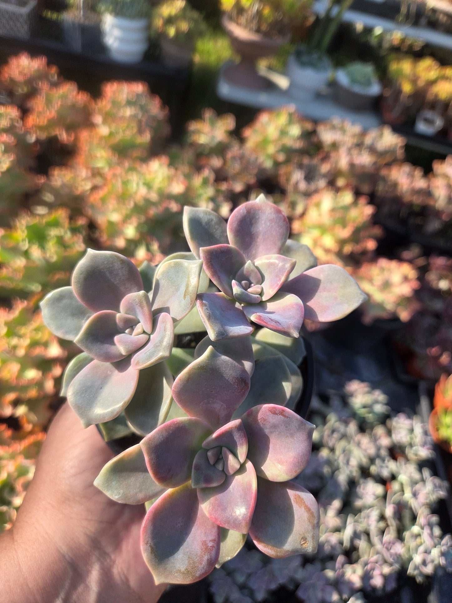 Graptopetalum Purple Delight