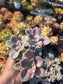 Graptopetalum Purple Delight