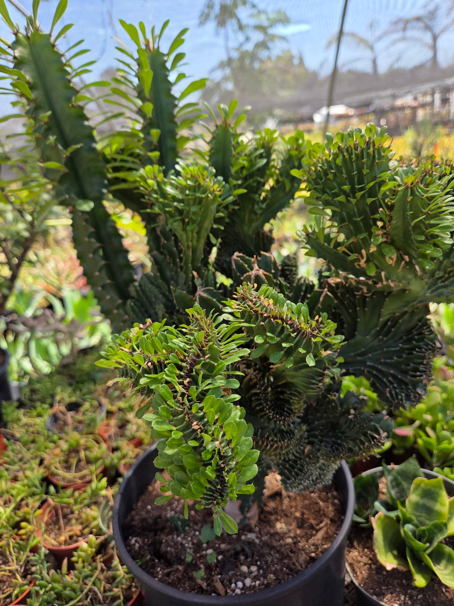 Euphorbia Royleana Crested (3 Gal. Pot)