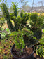 Euphorbia Royleana Crested (3 Gal. Pot)