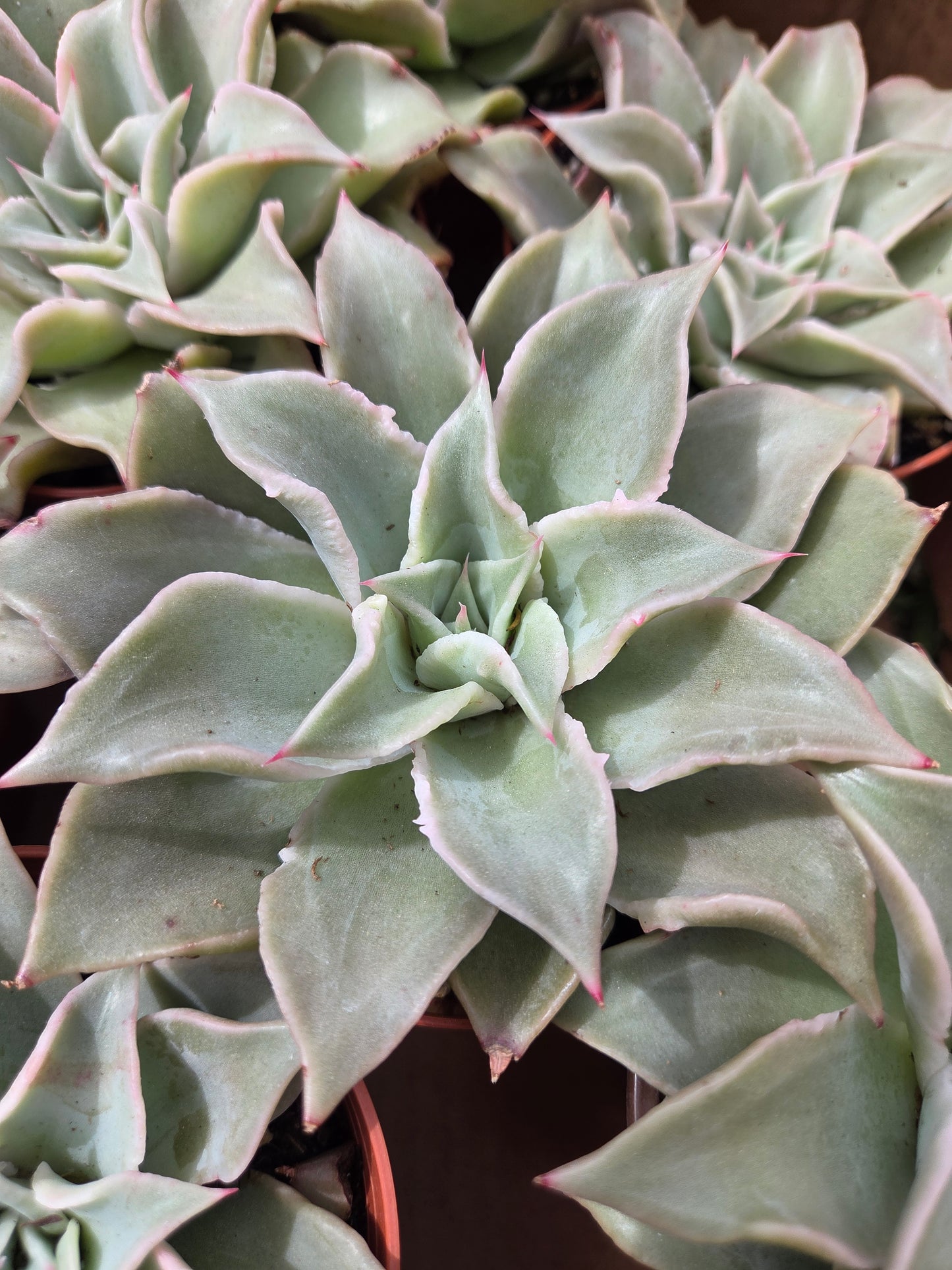 Echeveria Madiba