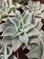 Echeveria Madiba