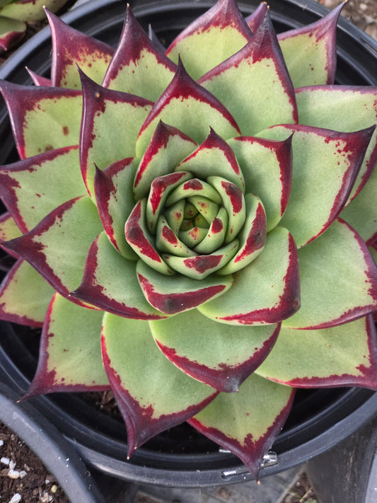 Echeveria Agavoide Ebony (3 gal. Pot)