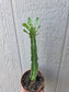 Euphorbia Trigona Milk Tree (4" pot)