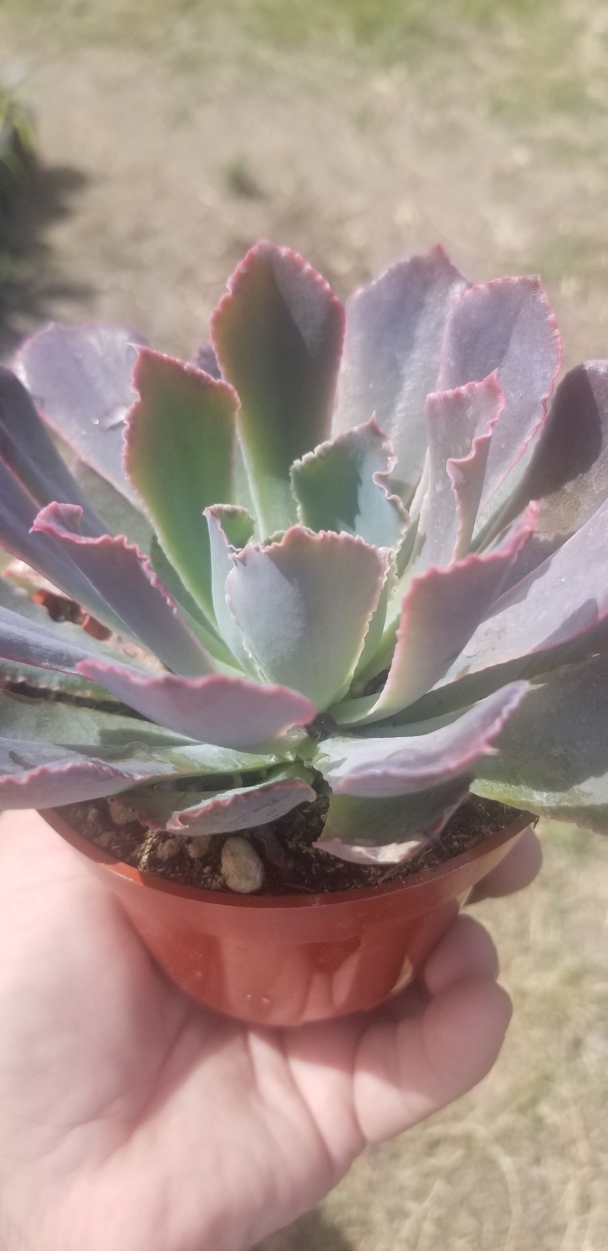 succulent neon breaker 4" Echeveria Neon Breakers – Beaultiful Desert Plants