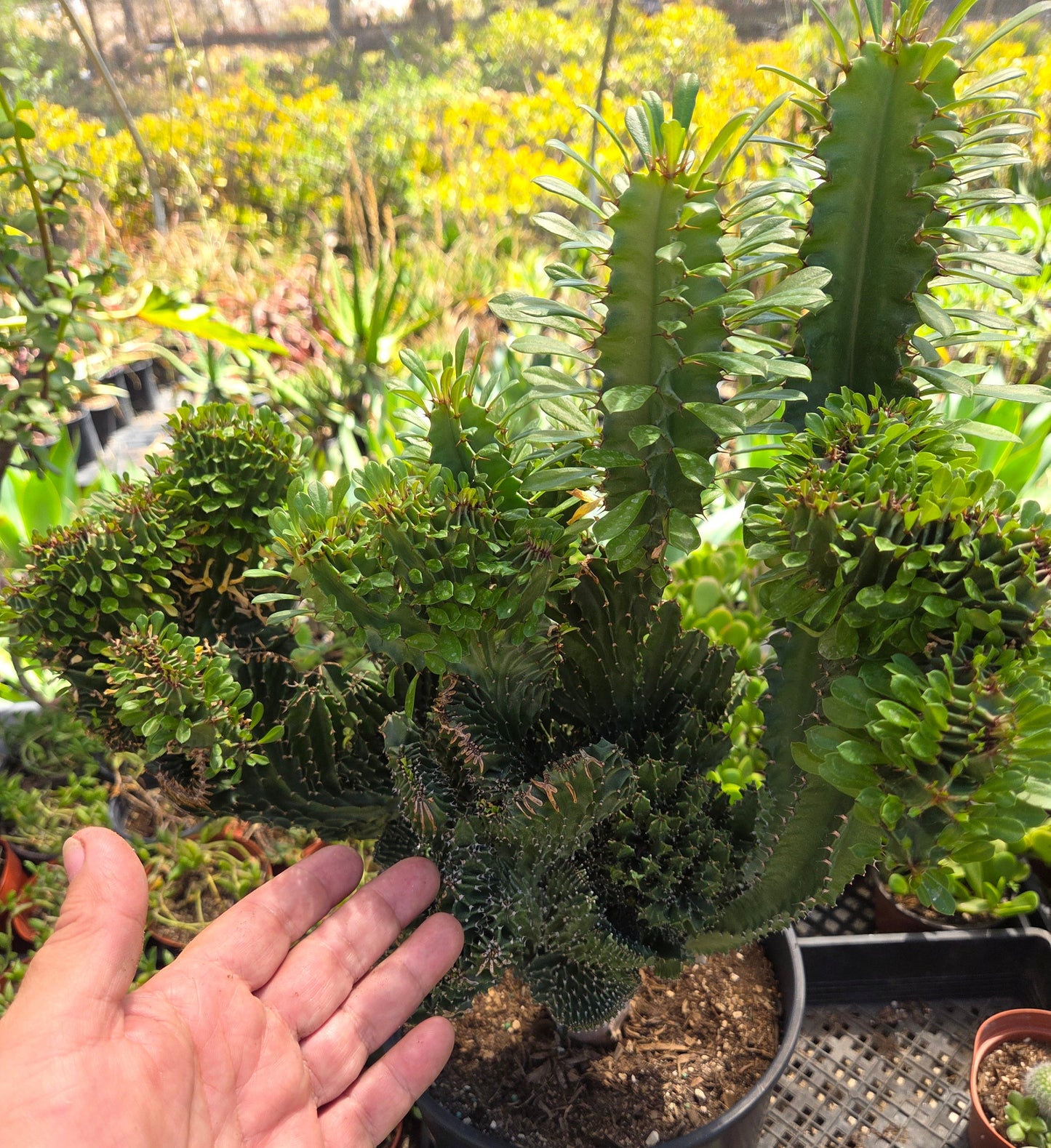 Euphorbia Royleana Crested (3 Gal. Pot)