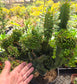 Euphorbia Royleana Crested (3 Gal. Pot)