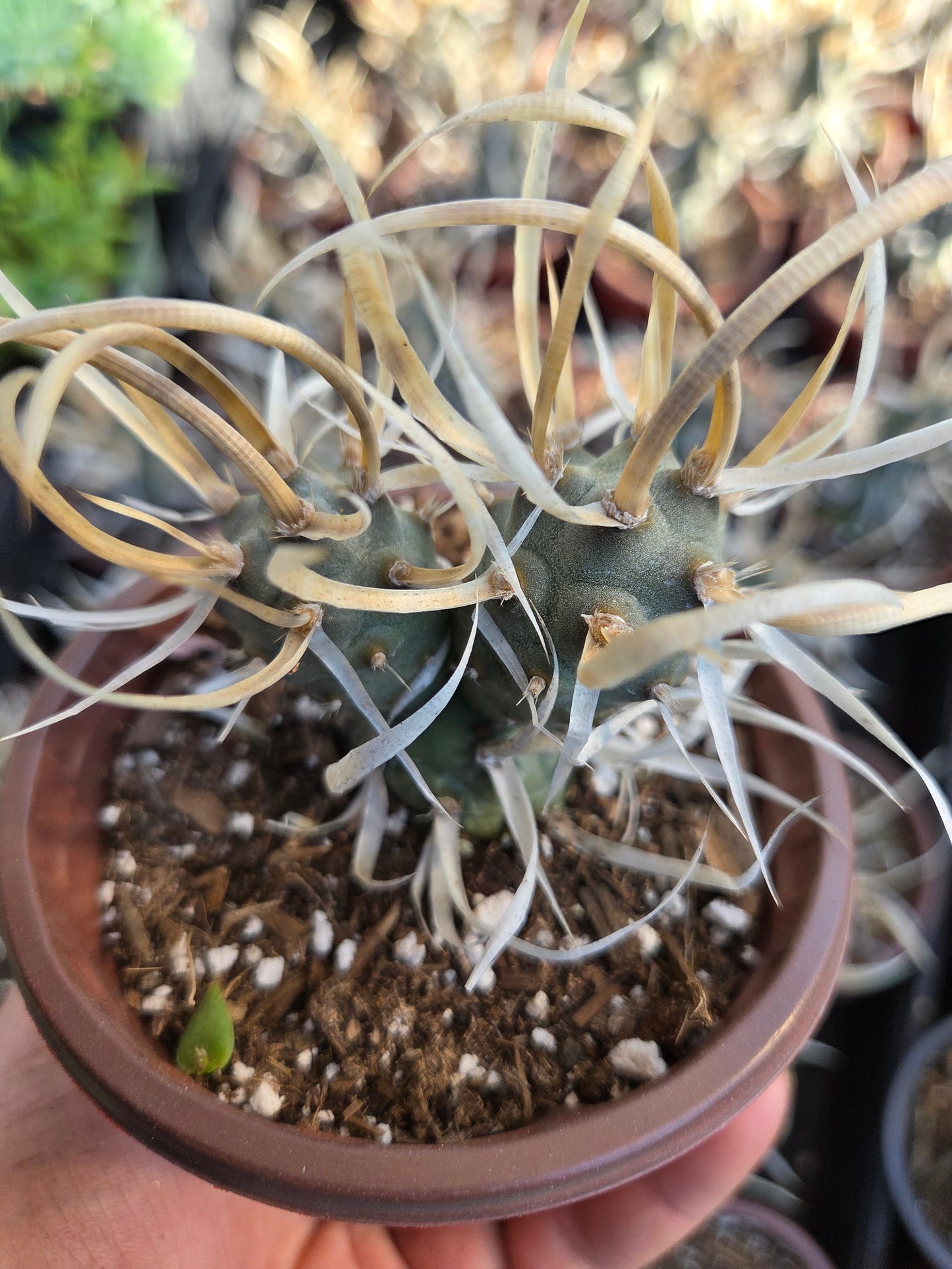 Paper Spine Cactus "Tephrocactus Articulatus" (4" pot)