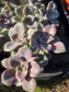 Graptopetalum Purple Delight