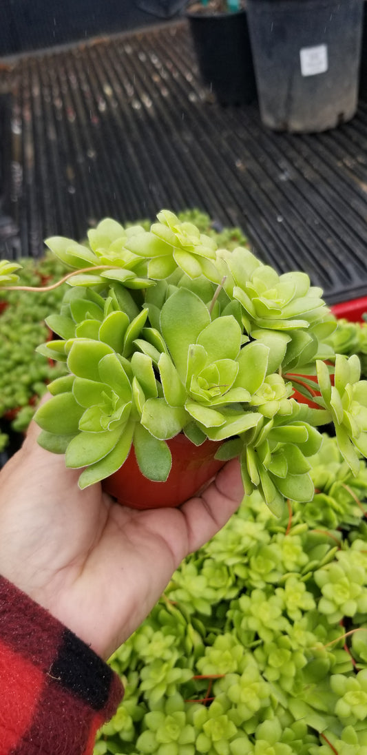 Crassula Orbicularis (4" pot) Succulent plant
