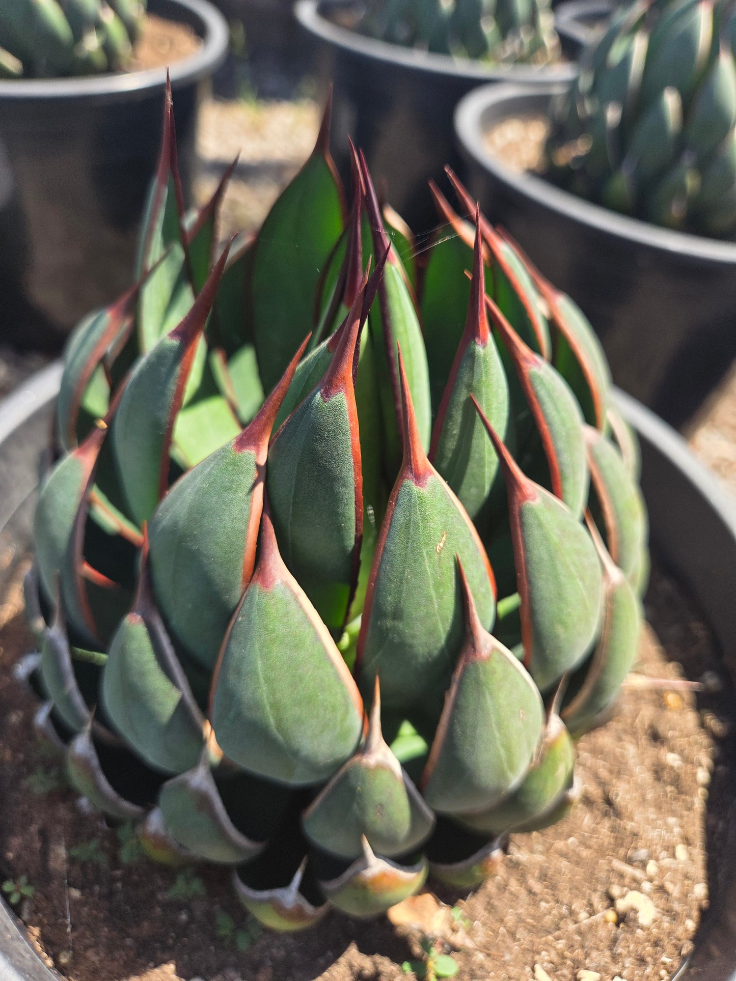 Mangave Praying Hands (3 Gal. Pot)