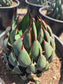 Mangave Praying Hands (3 Gal. Pot)