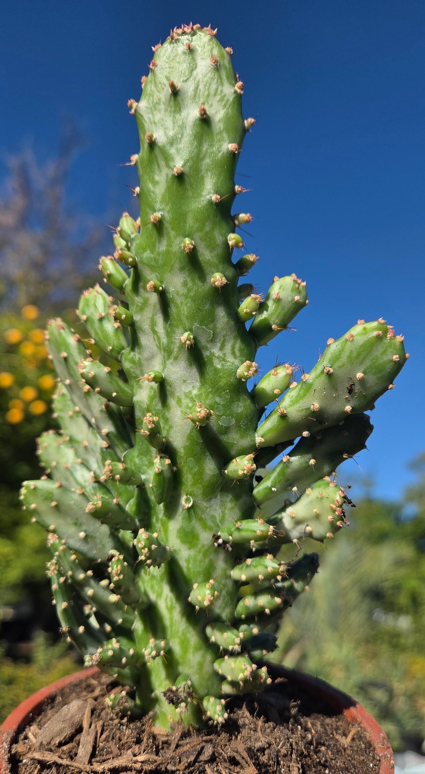 Opuntia Monacantha Variegated (4" pot)