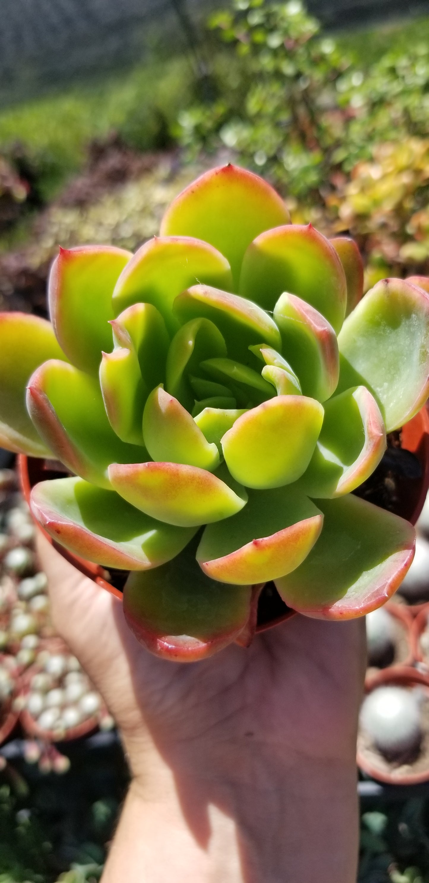 Echeveria Padilla, (4" pot) succulent plant