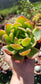 Echeveria Padilla, (4" pot) succulent plant