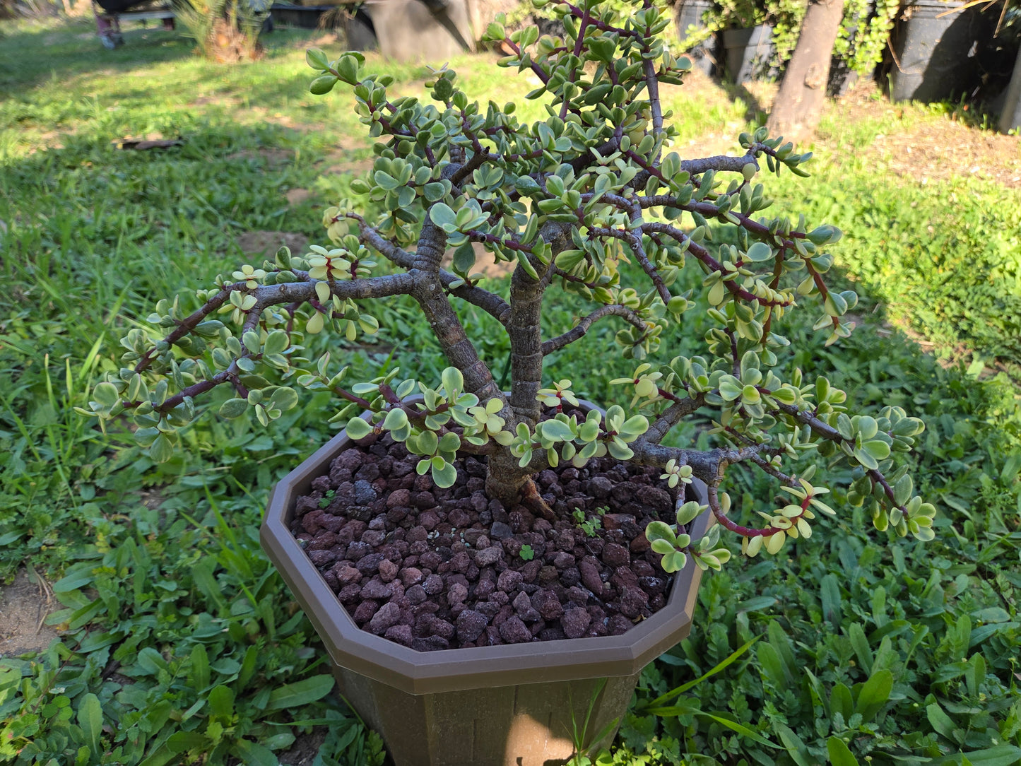 Portulacaria Afra Variegated Tree " Variegated Elephant Bush Tree" Bonsai Tree