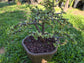 Portulacaria Afra Variegated Tree " Variegated Elephant Bush Tree" Bonsai Tree