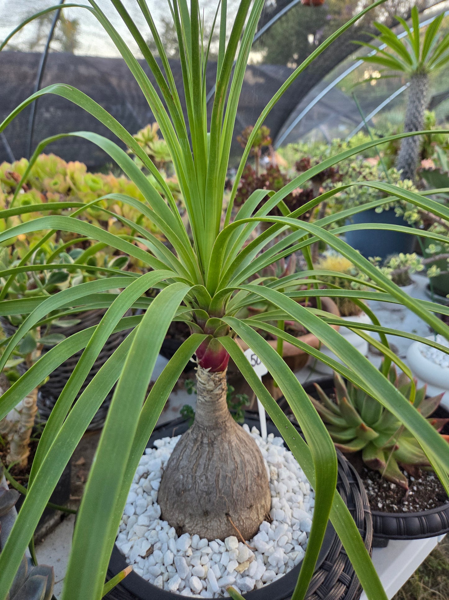 Ponytail Palm, Beaucarnea Recurvata "Elephant Foot Palm"