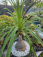 Ponytail Palm, Beaucarnea Recurvata "Elephant Foot Palm"