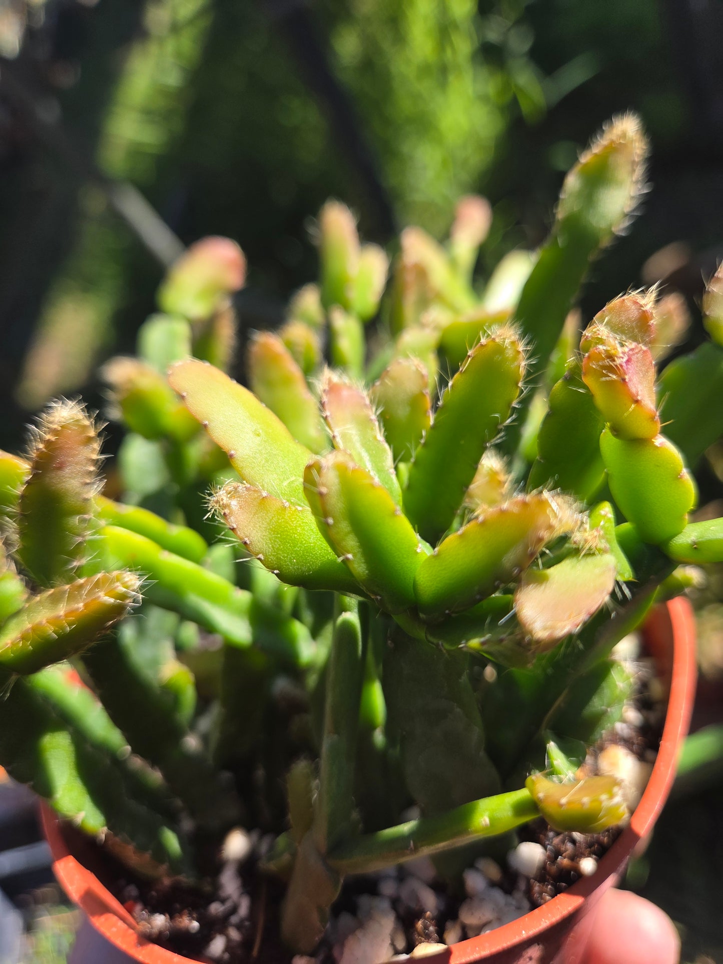 4" Rhipsialis Cereoides, Succulent Plant
