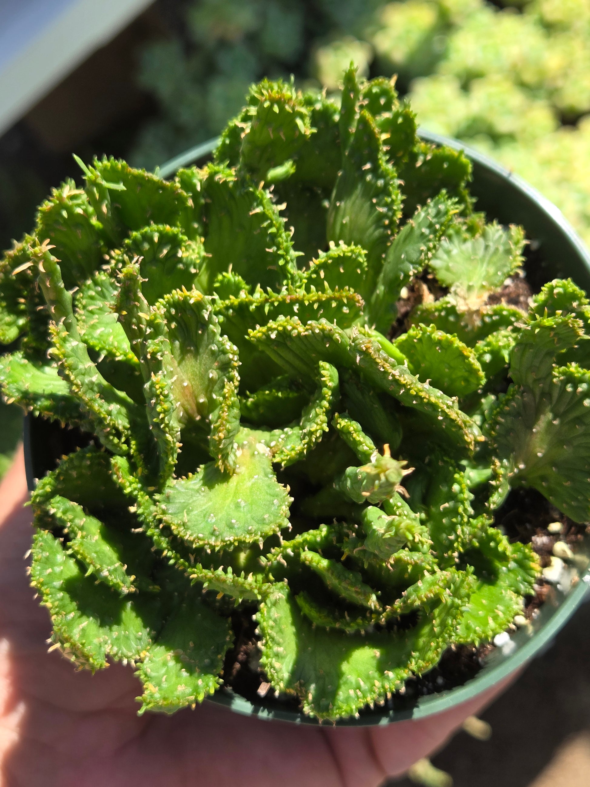 succulent that looks like green coral 4" Euphorbia Flanaganii Medusa Crested – Beaultiful Desert Plants
