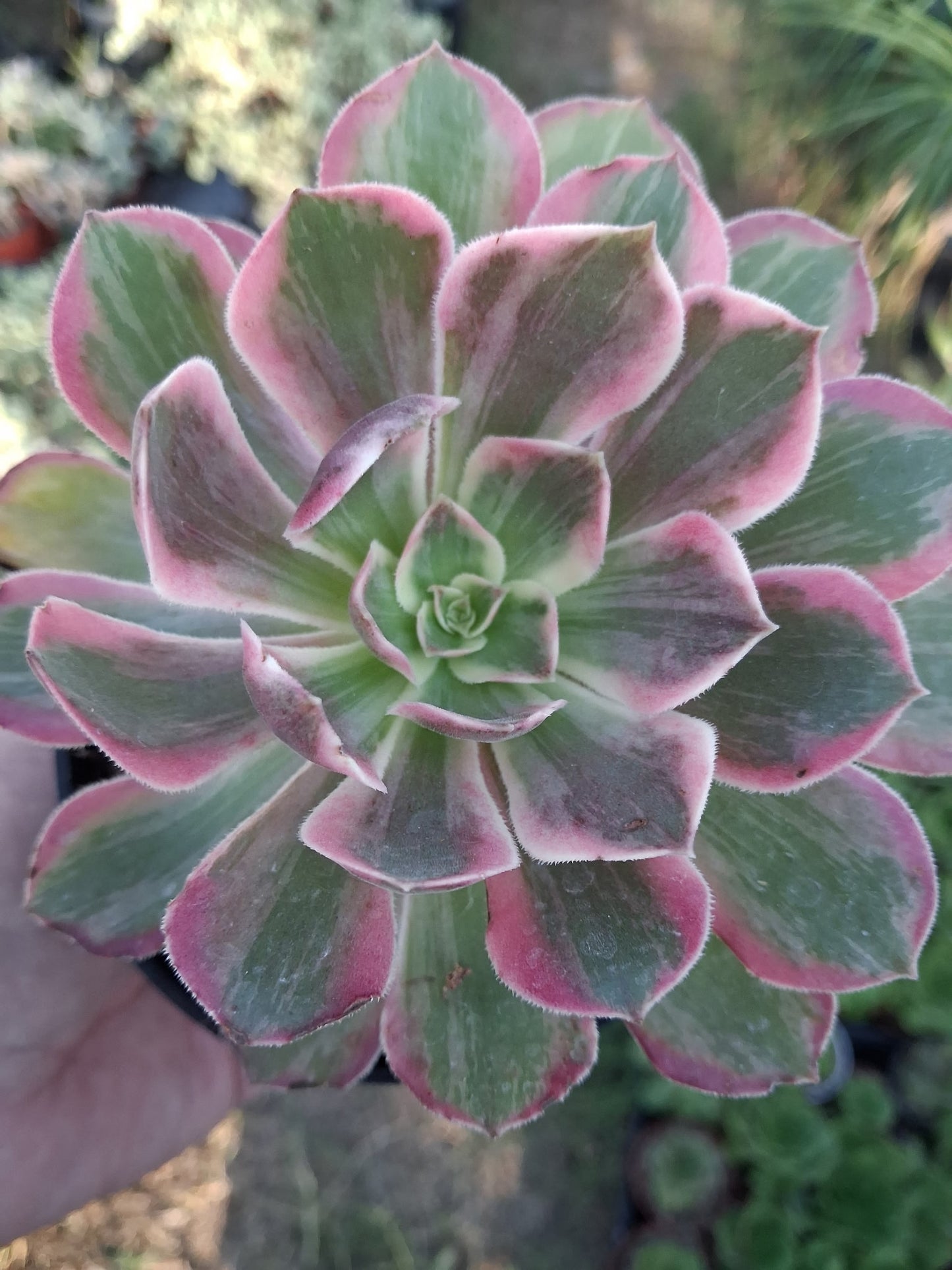 Aeonium Pink Lady (4" pot)