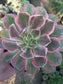 Aeonium Pink Lady (4" pot)